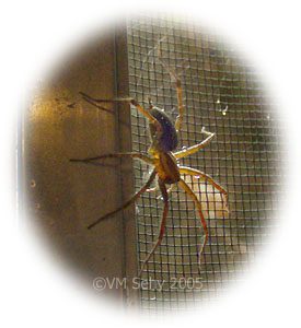 Spider Gallery