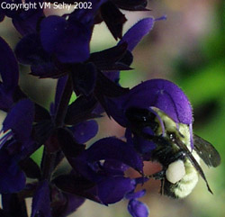 bee on flower