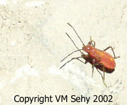 rosy apple aphid