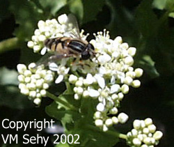 tachnid fly