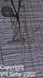 crane fly