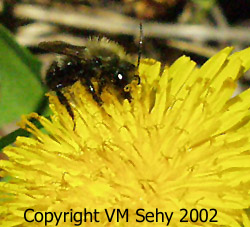 bee on dandelion