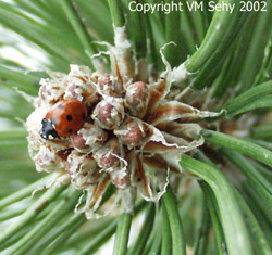 lady bug