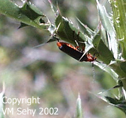 orange / black beetle