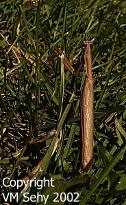 praying mantis