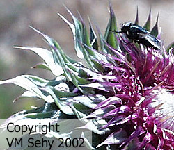 fly on thistle