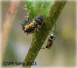 bugs on thistle