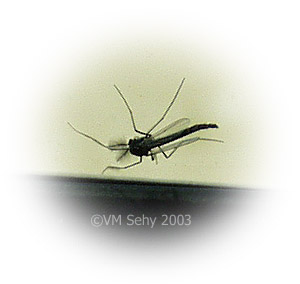 mosquito