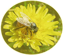 bee on dandelion