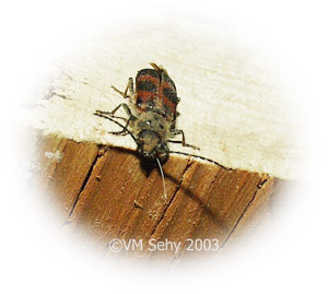 red and black beetle