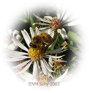 bee on flower