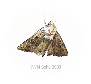 moth