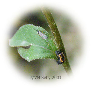 insects on plant