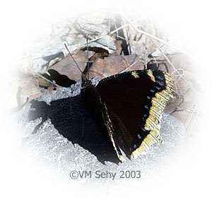 mourning cloak butterfly