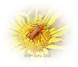 red beetle on gumweed