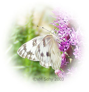 checkered white