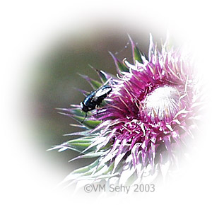 fly on thistle