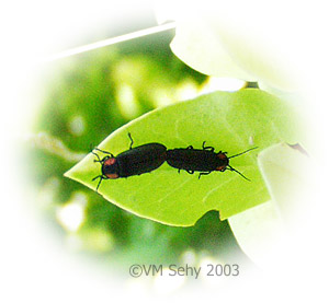 mating beetles