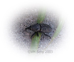 weevil