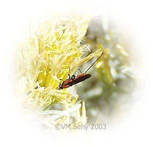 tiny wasp