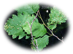 eggs on leaf