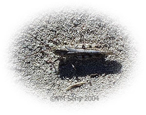 grasshopper in sand