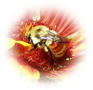 bee on flower