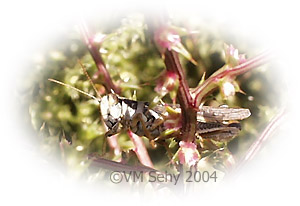 grasshopper