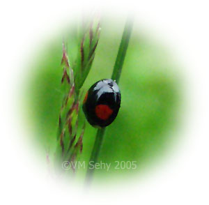 ladybug