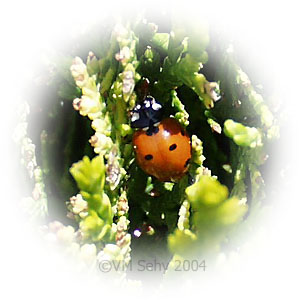 ladybug