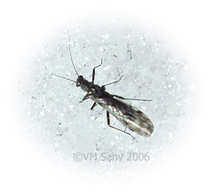 large stone fly