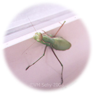 praying mantis