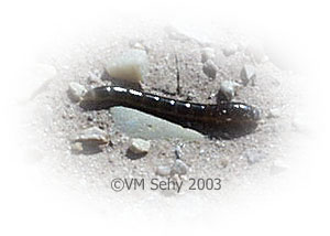 millipede