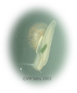 snail on window