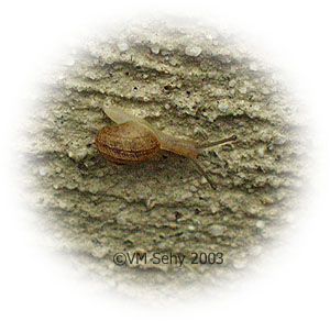 small snail