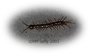 centipede