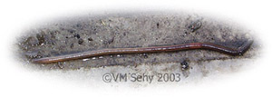 earthworm