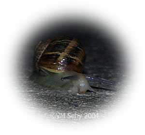snail
