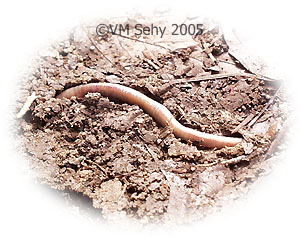 earthworm