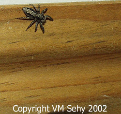 spider with braid markings