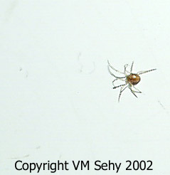 tiny spider