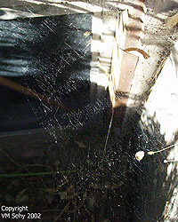 spider web