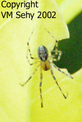 yellow and black spider