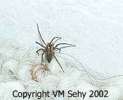 spider on stairs