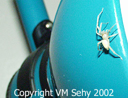 spider on lamp