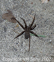 spider on floor