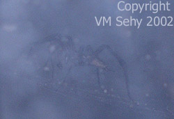 spider behind rainy window