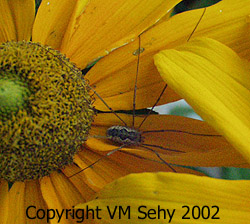 spider on sunflower