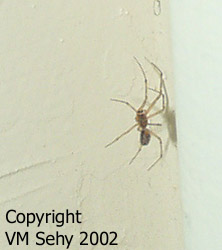 scary looking spider