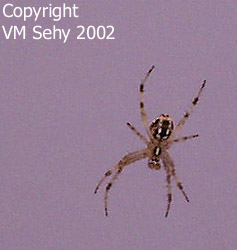 spider in midair